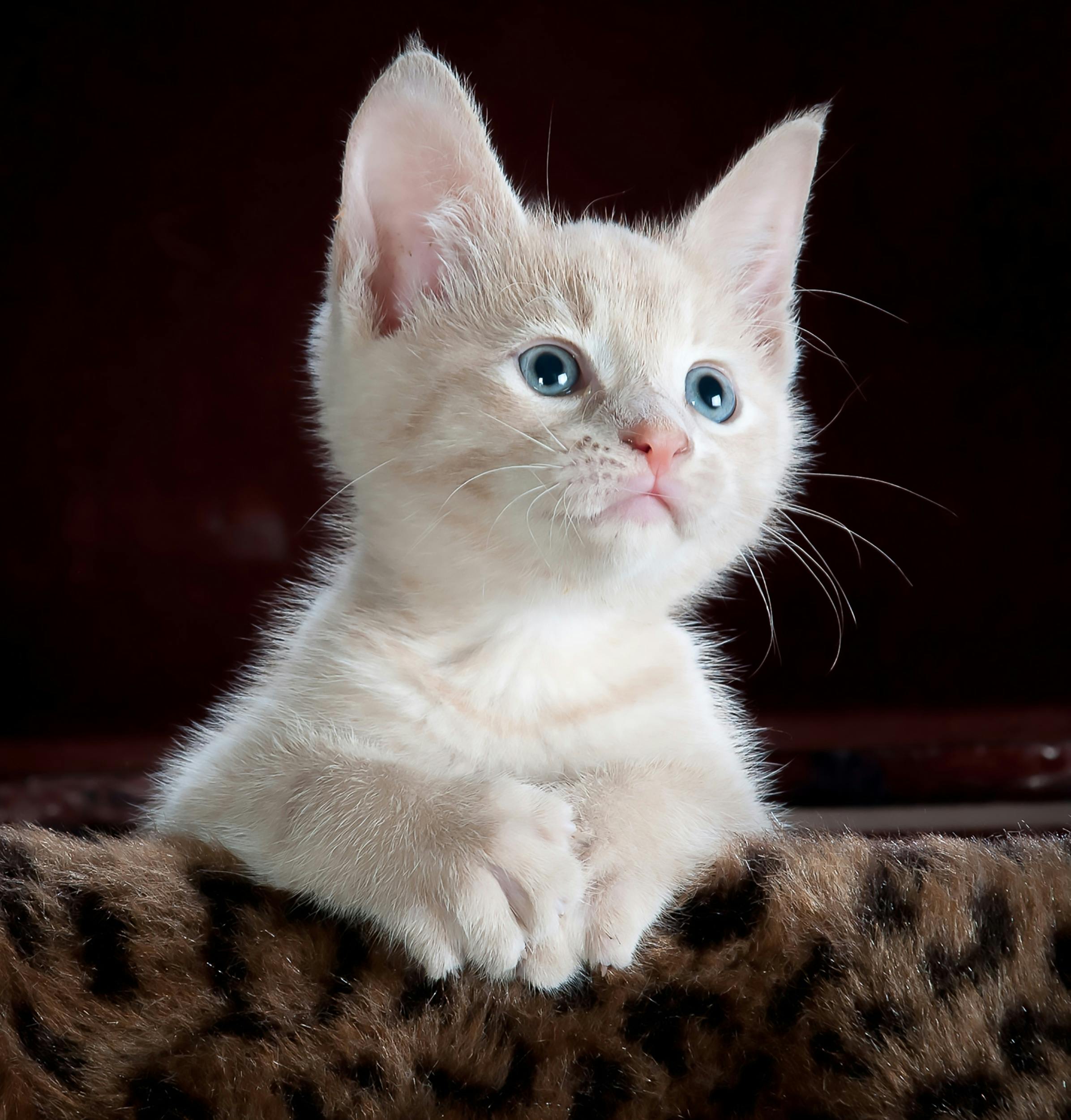 meow's PFP